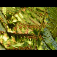 Fougere - Dryopteris Affinis subsp Cambrensis (fam Dryopteridacees) (Europe, Asie) (3)